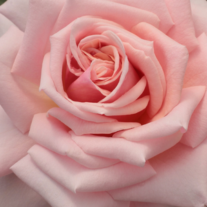 Szkółka róż - róża wielkokwiatowa - Hybrid Tea - różowy  - Rosa  Budatétény - róża ze średnio intensywnym zapachem - Márk Gergely - Stara odmiana z bardzo dużymi kwiatami, które mają ładny zestaw kolorystyczny i uspakajający wygląd.